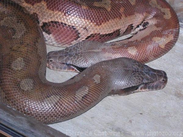 Red blood python