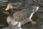 Greylag goose