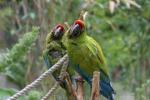 Great green macaw