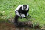 Black-and-white ruffled lemur