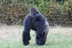 Western lowland gorilla