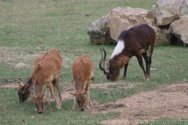 Nile lechwe