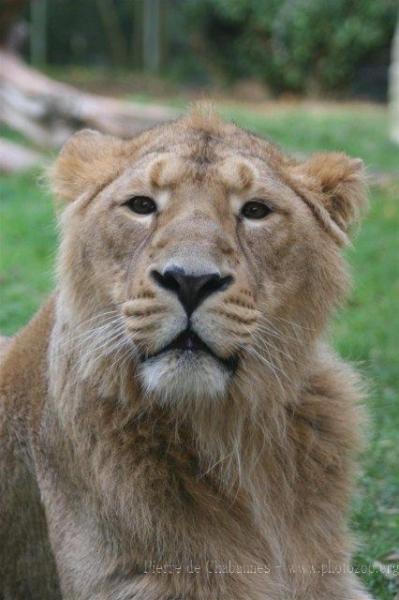 West-African (Asian) lion