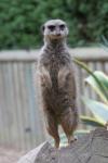 Slender-tailed meerkat