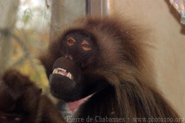 Gelada