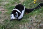 Black-and-white ruffled lemur