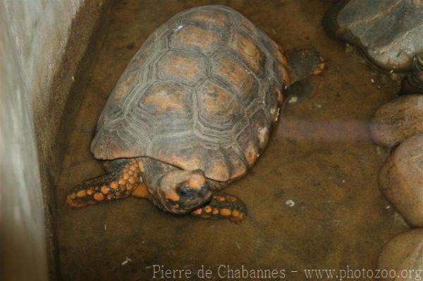 Red-footed tortoise