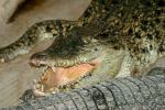 Saltwater crocodile *