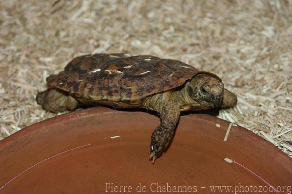 Pancake tortoise