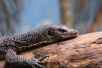 Mangrove monitor