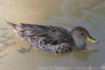 Yellow-billed pintail