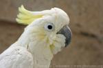 Yellow-crested cockatoo