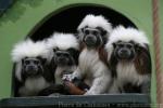 Cotton-top tamarin