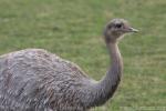 Lesser rhea