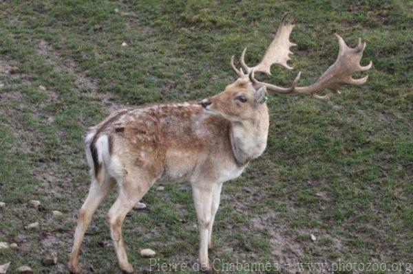 Common fallow deer