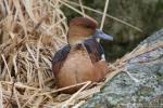 Fulvous whistling-duck