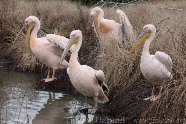 Great white pelican