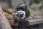 Emperor tamarin