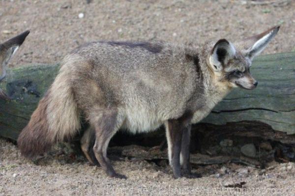 Bat-eared fox