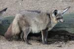 Bat-eared fox