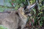 Bat-eared fox