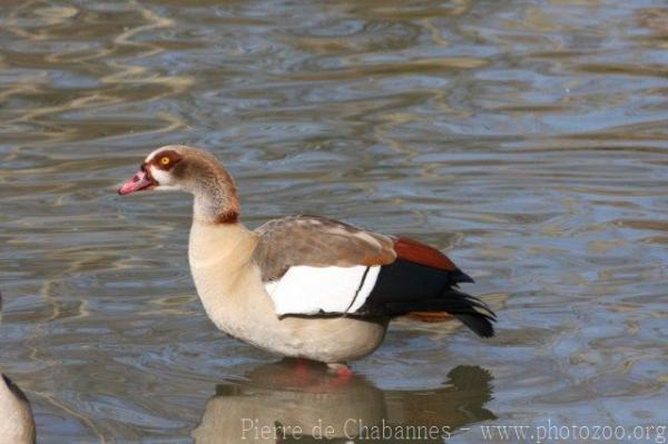 Egyptian goose