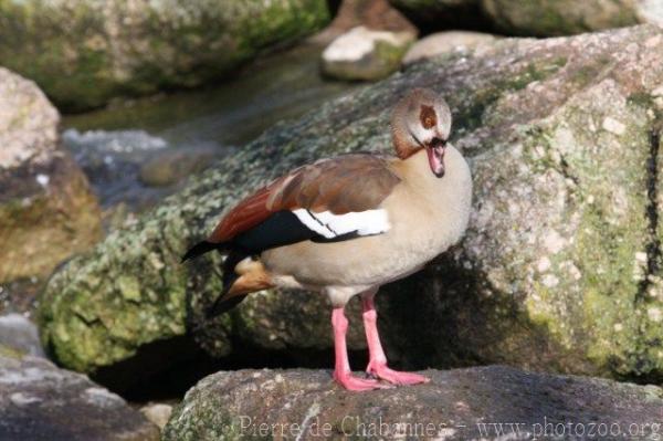 Egyptian goose