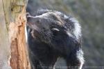 Common binturong