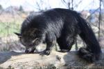 Common binturong