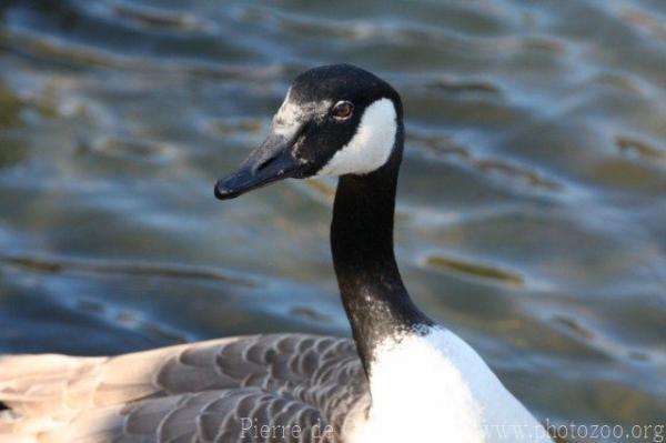 Giant Canada goose