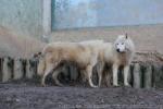 Arctic wolf