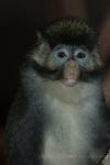 Black-cheeked white-nosed monkey