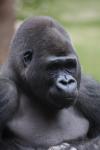 Western lowland gorilla