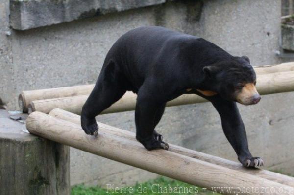 Malayan sun bear