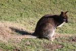 Red-necked wallaby