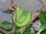 Green tree python