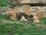 East-African (Katanga) lion *