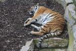 Mainland (Siberian) tiger