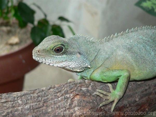 Chinese water dragon