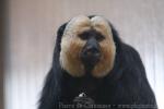 Golden-headed saki