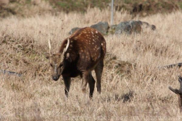 Visayan spotted deer