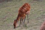 Western sitatunga