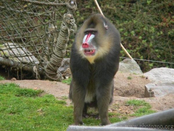 Mandrill