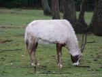 Arabian oryx