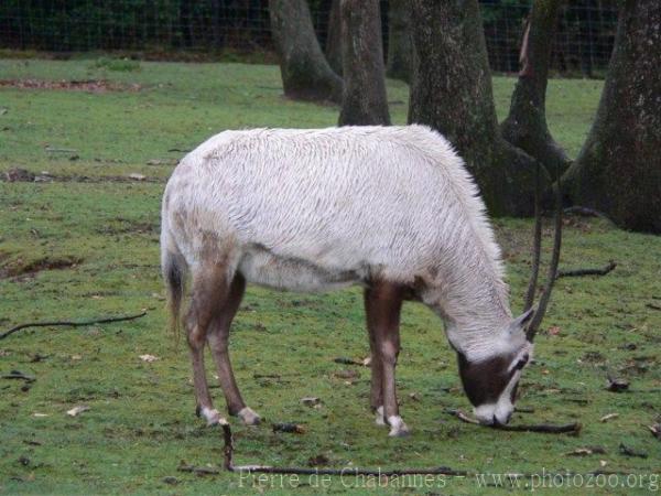 Arabian oryx