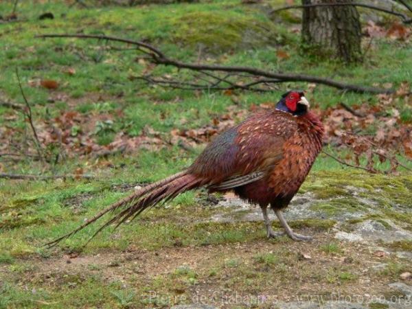 Ring-necked pheasant