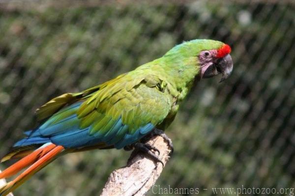 Great green macaw