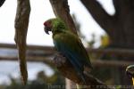 Buffon's macaw