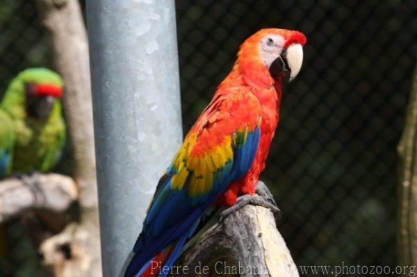 Scarlet macaw