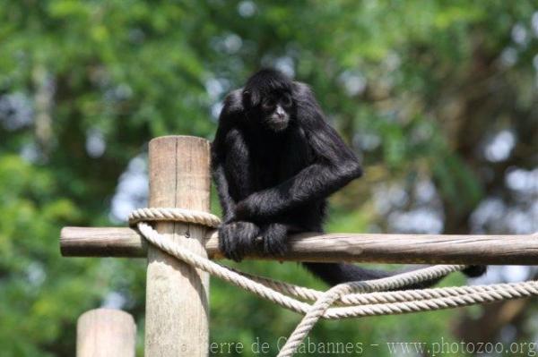 Colombian black spider monkey